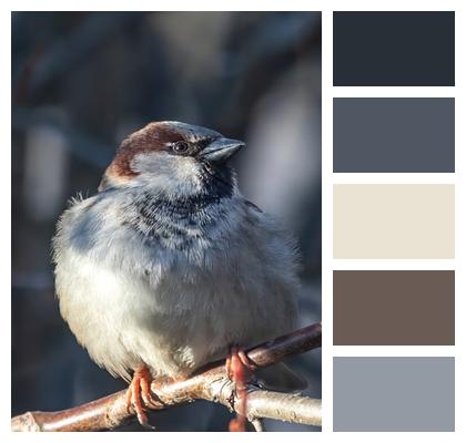 Bird Animal Sparrow Image