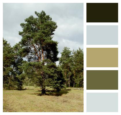 Pinus Sylvestris Pine Image