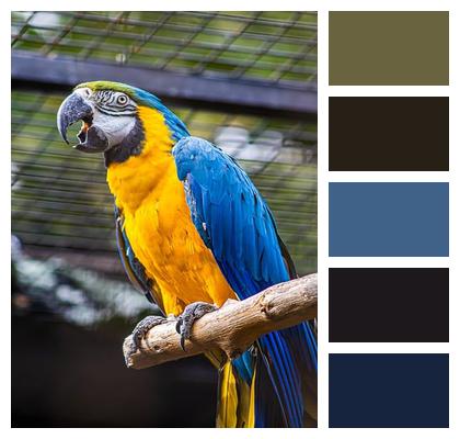 Zoo Bird Parrot Image