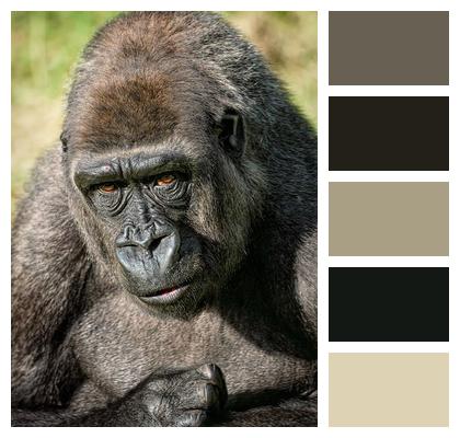 Ape Primate Gorilla Image
