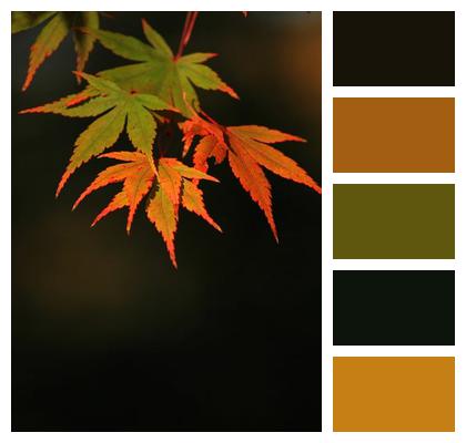 Fall Nature Maple Image