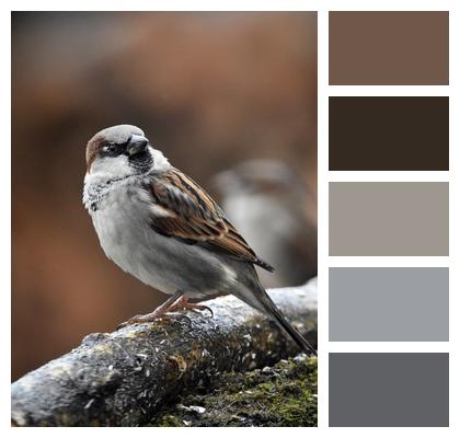 Animal Bird Sparrow Image
