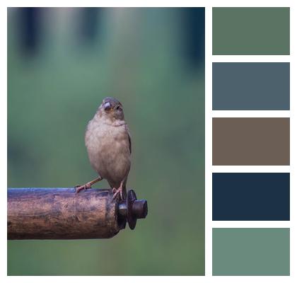 Ornithology Sparrow Bird Image