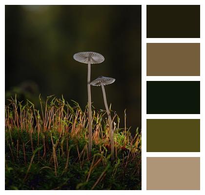 Forest Moss Mushroom Image