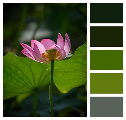 Lotus Stamen Petal Image