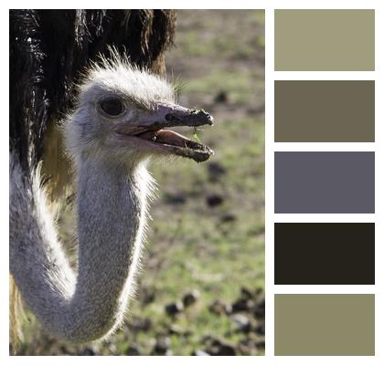 Nature Animal Ostrich Image
