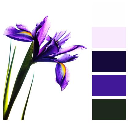 Iris Flower Nature Image