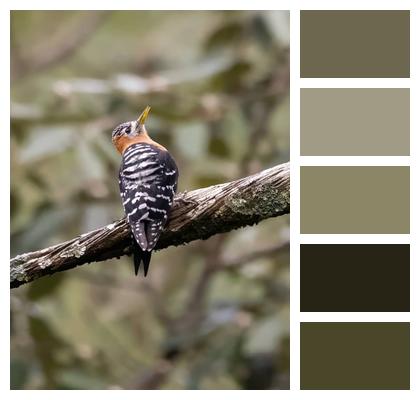 Wildlife Woodpecker Bird Image