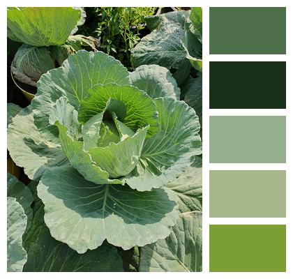 Cabbage Vegetable Crop Image