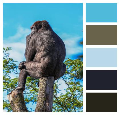 Gorilla Ape Monkey Image