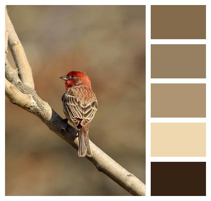 Wildlife Bird Finch Image