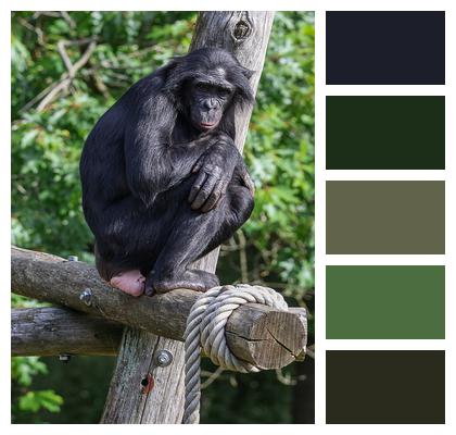 Monkey Animal Bonobo Image