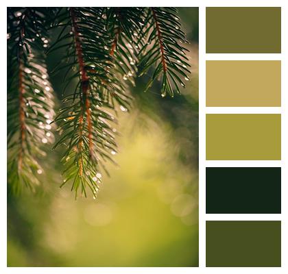 Spruce Nature Hemlock Image