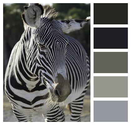 Mammal Zebra Safari Image