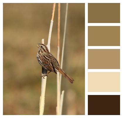 Bird Sparrow Animal Image