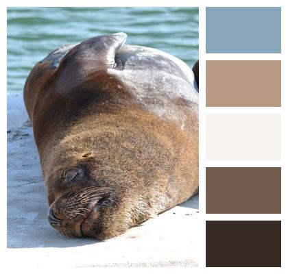 Seal Wildlife Animal Image