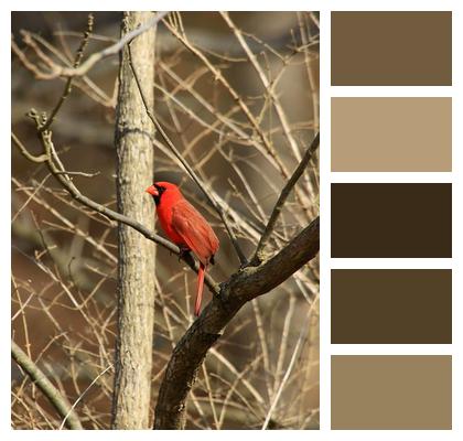 Bird Cardinal Animal Image