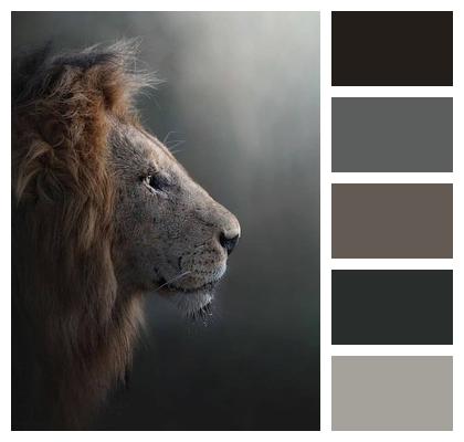 Animal Mammal Lion Image