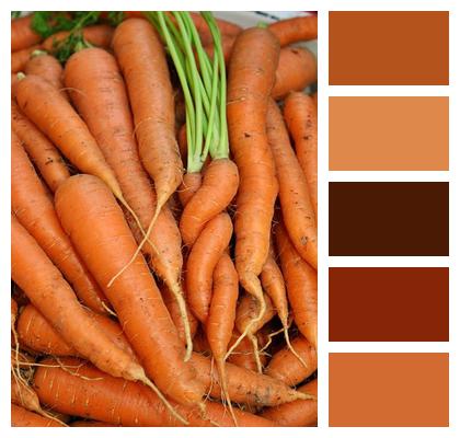 Carrots Food Gardening Image