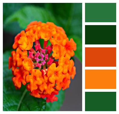 Flower Plant Lantana Image