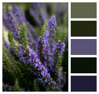 Lavender Rosemary Flowers Image