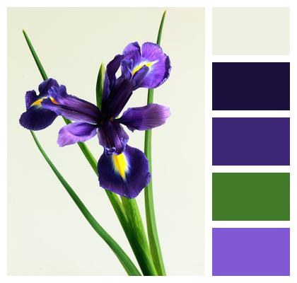 Iris Nature Flower Image