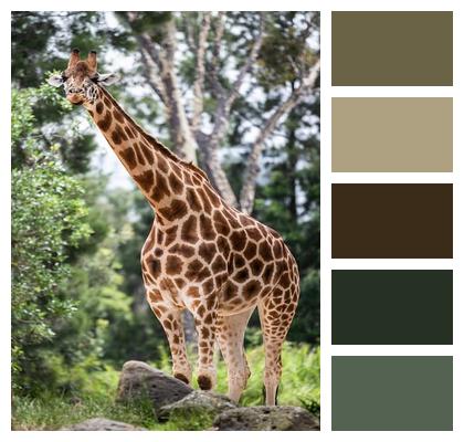Mammal Animal Giraffe Image