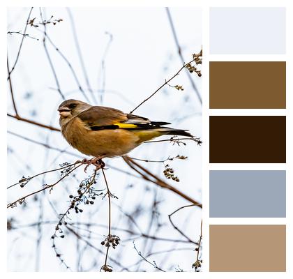 Goldfinch Bird Ornithology Image