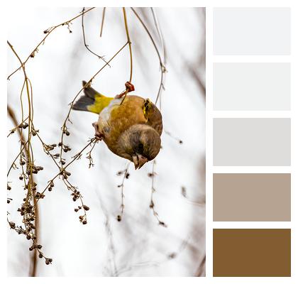 Ornithology Goldfinch Bird Image