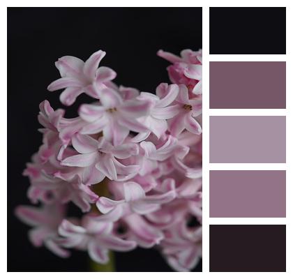 Pink Hyacinth Flowers Image