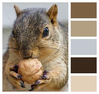 Squirrel Rodent Animal Image
