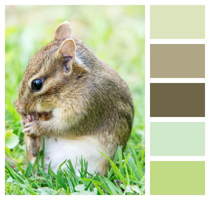 Rodent Chipmunk Wildlife Image