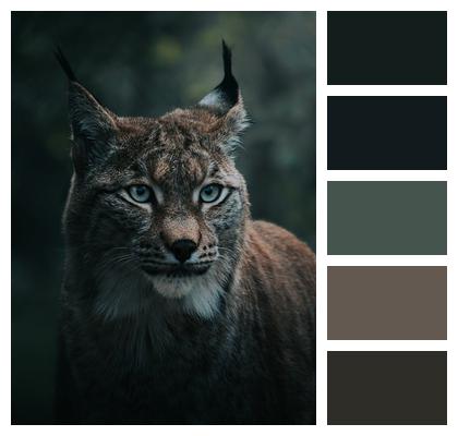 Nature Wildcat Lynx Image