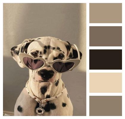 Dalmatian Puppy Dog Image