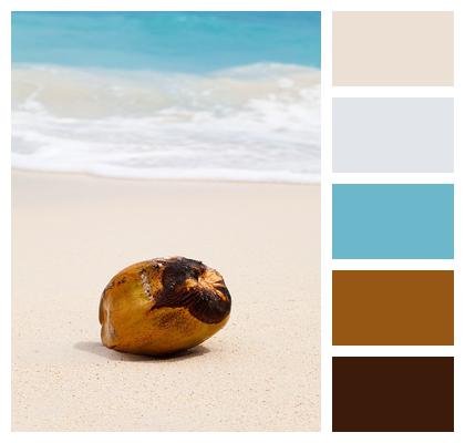 Tropical Coconut Ocean Image