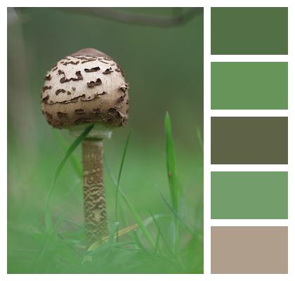 Nature Mushroom Grass Image