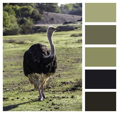 Bird Animal Ostrich Image