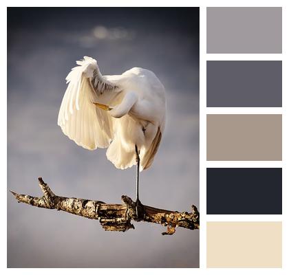 Egret Bird Nature Image