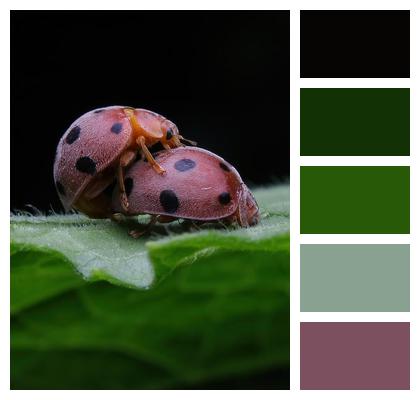 Bugs Ladybugs Nature Image