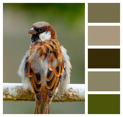 Bird Ornithology Sparrow Image