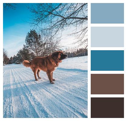 Winter Dog Leonberger Image