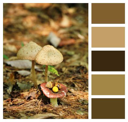 Mushrooms Acorns Woodland Image