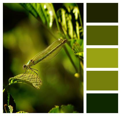 Damselfly Insect Leaves Image