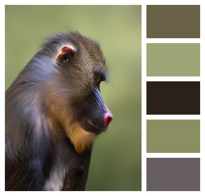 Mandrill Primate Monkey Image