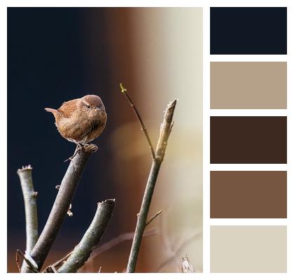 Bird Animal Wren Image