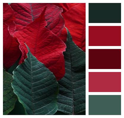 Poinsettia Plant Leaves Image