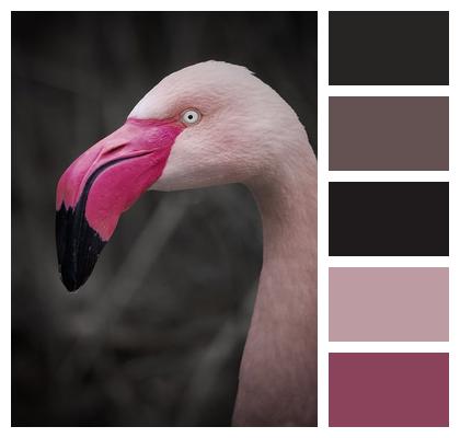 Flamingo Plumage Bird Image