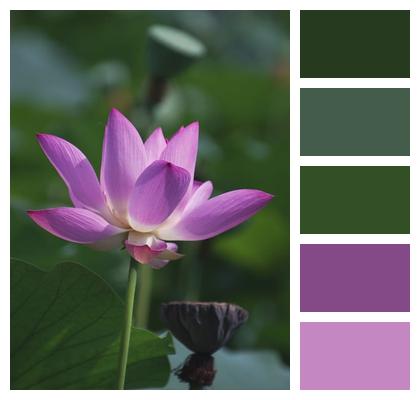 Plant Lotus Flower Image