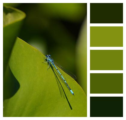 Insect Dragonfly Damselfly Image