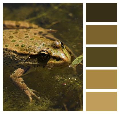 Amphibian Frog Animal Image